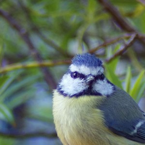 Birb - our resident Blue Tit